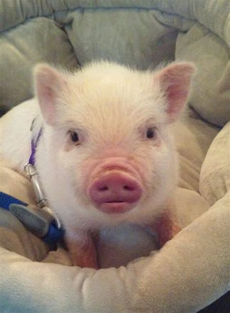 Meet Oscar Life With A Mini Pig