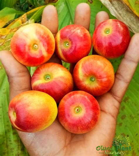 Miss India Apple Ber Plant Buy Online Best Retail And Wholsale Plant Nursery In West Bengal