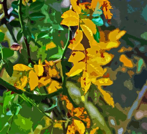 Yellow Leaves Cutout Free Stock Photo Public Domain Pictures
