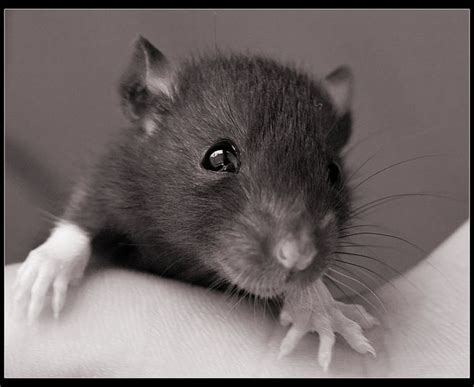 Big Eyes Cute Rats Pet Rats Baby Rats