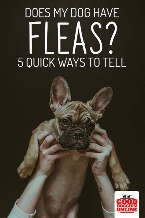 However, the advent of effective flea and tick preventative products has made these infestations much rarer than they used to be. Does My Dog Have Fleas? 5 Signs to Know It | Dogs, Mites ...