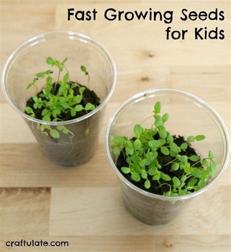 Fast Growing Seeds For Kids Growing Seeds Planting For Kids Growing