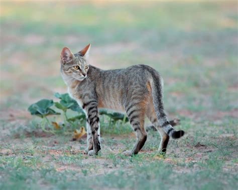 African Wildcat Facts Diet Habitat And Pictures On Animaliabio