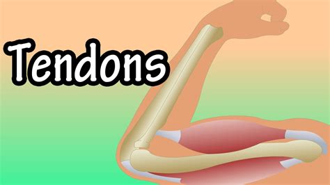 Tendons What Are Tendons Functions Of Tendons Tendonitis Youtube