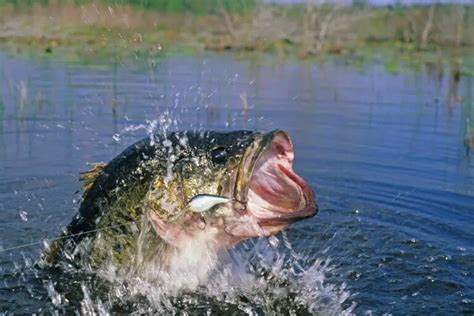 The Different Types Of Bass Everything You Need To Know