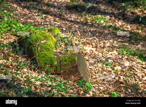 Discover the enchanting allure of a moss-covered tree trunk, a verdant