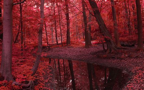 Red Fall Forest Trees Nature Stream 2560x1600 Wallpaper