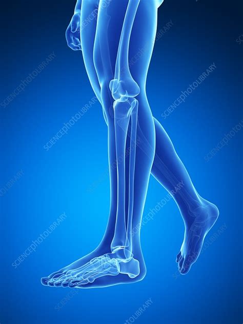 Human Leg Bones Illustration Stock Image F0107359 Science Photo