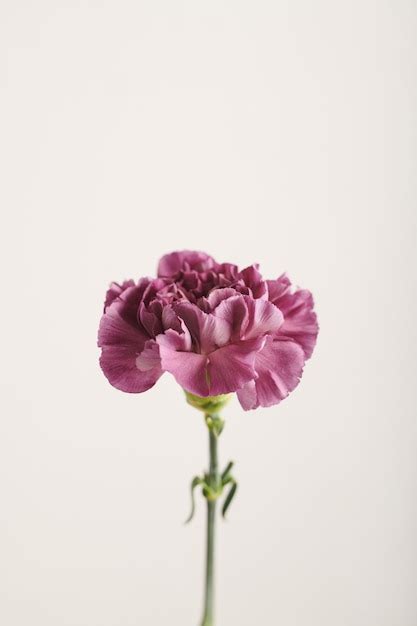 Premium Photo Beautiful Purple Flower Closeup