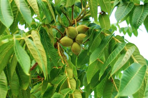 While they may look very similar, you can distinguish between them by looking for slight differences between the bark and leaves. Fruit Trees - Home Gardening Apple, Cherry, Pear, Plum ...