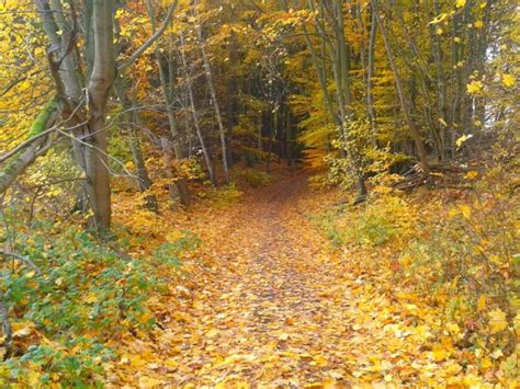 Drei davon starten in altkünkendorf. Wandern: 123. Rund um den Buchenwald Grumsin, UNESCO ...