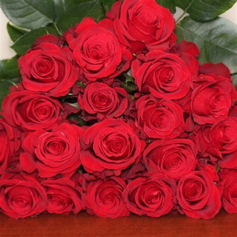 Sexy Red Roses Florabundance Wholesale Flowers