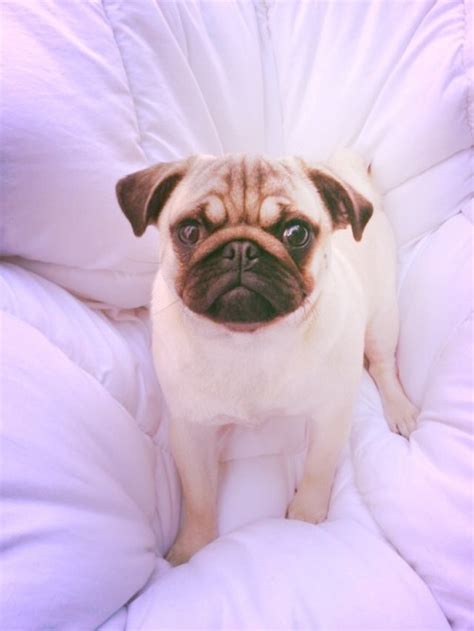 Cute Pug On Tumblr