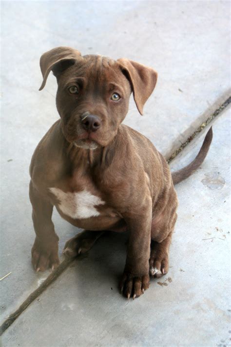 Blue Pitbull Mix With Red Nose