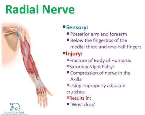 The Radial Nerve And Its Branches Radial Nerve Nerve
