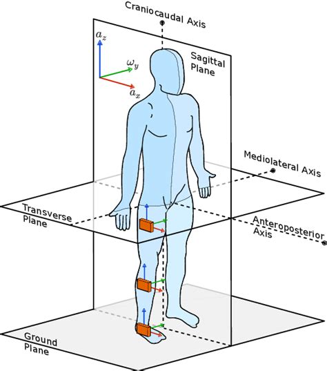 Anatomical Human Body Planes Cf Wikimedia Commons 2014 Sensors At
