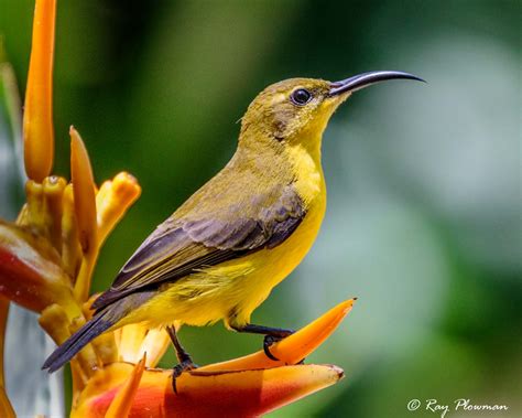 Sunbirds And Their Allies Ray Plowman