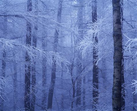 Hoar Frost In Woodland Stock Image E1280282 Science Photo Library
