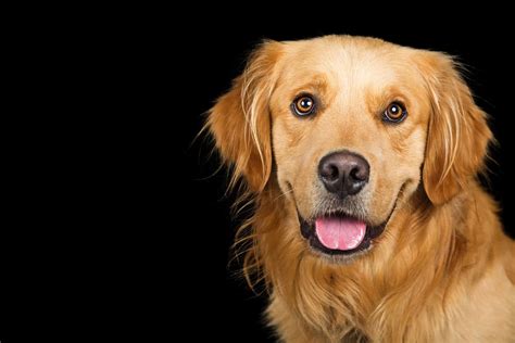Golden Retrievers vs. Labradors: Which dog is the best? - K9 Web