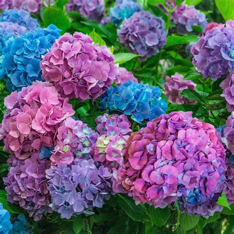 Spring Hill Nurseries 4 In Pot La Dreaming Hydrangea Blue Or Pink