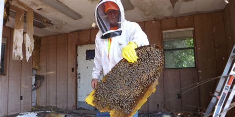 Download pest extermination images and photos. Pest Extermination, Lakeland, FL | Florida Bee Removal