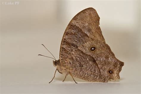 Common Evening Brown Casual Visitor To Nz Types Of