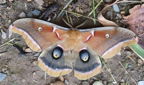 Polyphemus Moth Found In Canada Whats That Bug