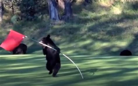 Video Bear Cub Brings Pole Dancing Skills To Golf Course