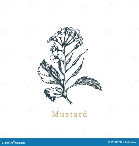 Vector Mustard Sketchdrawn Spicemedicinal Herbbotanical Illustration