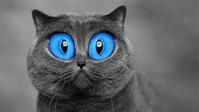 Eyes Animals Cat Background Wallpapers Px Desktop