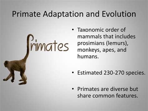 Ppt Primate Adaptation And Evolution Powerpoint Presentation Free