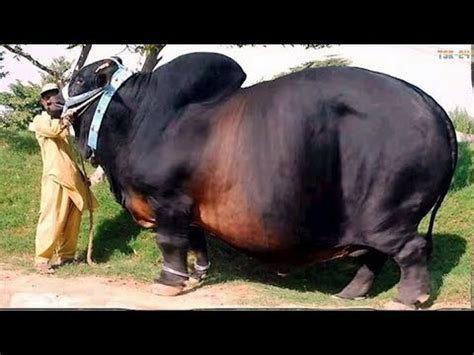Worlds Strongest Cow