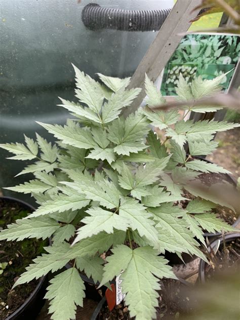 Actaea Pachypoda Misty Blue Lewis Cottage Plants