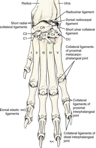 Canine Thoracic Limb Bone Anatomy