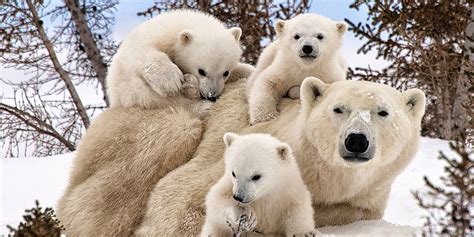 5 Five 5 Polar Bear