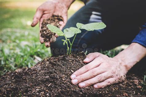 Planting A Tree Two Hands Of Young Man Were Planting The Seedlings And