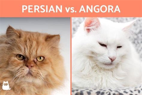 Differences Between A Persian Vs Angora Cat Breed Comparison