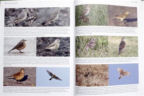 Another Bird Blog Better Birding A Book Review
