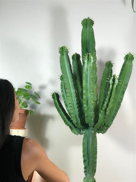 croissance spectaculaire du cactus euphorbe comment faire osez planter Ça pousse