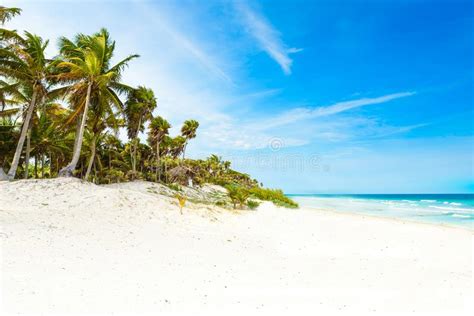 Playa Con Las Palmeras Hermosas Mar Del Caribe De Paradise En Mxico