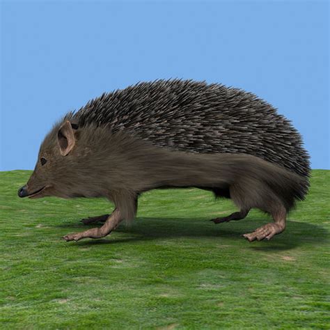 Hedgehog 3d Model Rigged Max