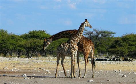 Giraffen Abendrot Reisen Gmbh