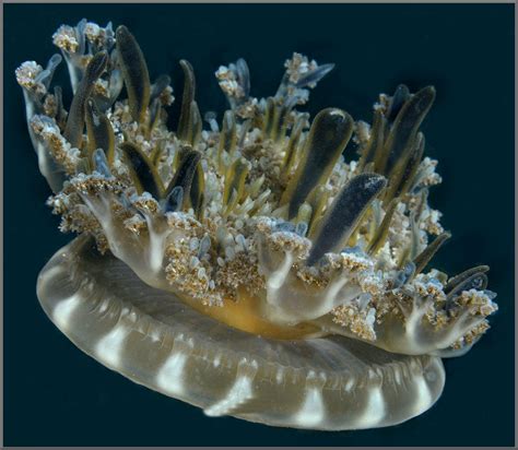 Cassiopea Xamachana Bigelow 1892 Upside Down Jellyfish