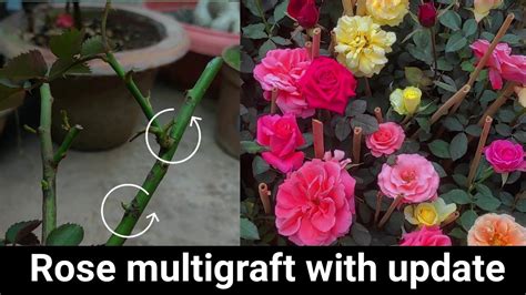 How To Multi Graft Rose Plant Youtube