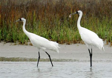 Water Ruling Favors Whooping Cranes