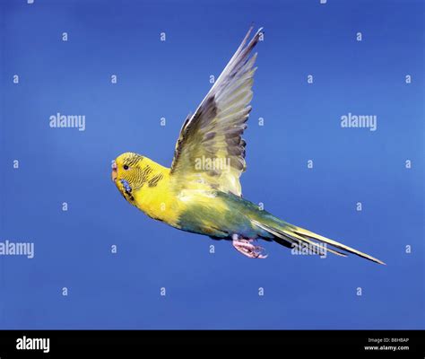 Green Parakeets Flying High Resolution Stock Photography And Images Alamy