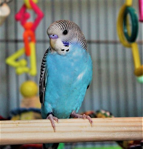 Blue Normal Split For Pied Male Juvenile Budgie Budgies Parrot Blue