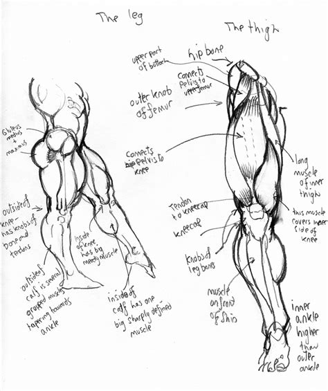 The mixed (sensory and motor) sciatic nerve provides the majority of the functions in the lower limbs and makes actions such as walking at the lower edge of the gluteus maximus muscle of the buttock, the nerve reaches the back portion of the upper thigh.3. anatomy: leg by Jebriodo on DeviantArt