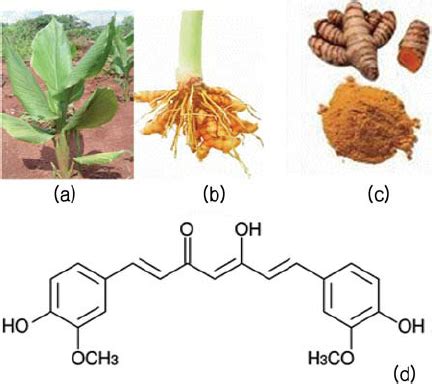 Turmeric Curcuma Longa A Plant B Root Showing Rhizome C