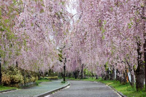 Les Cerisiers En Fleurs Du Japon Tanoshi